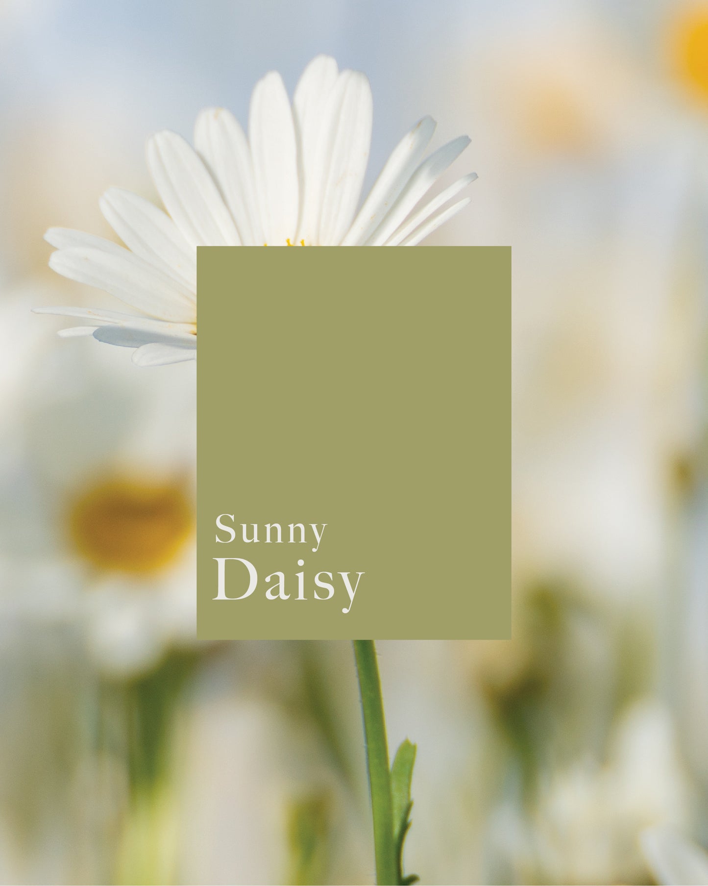 Sunny Daisy