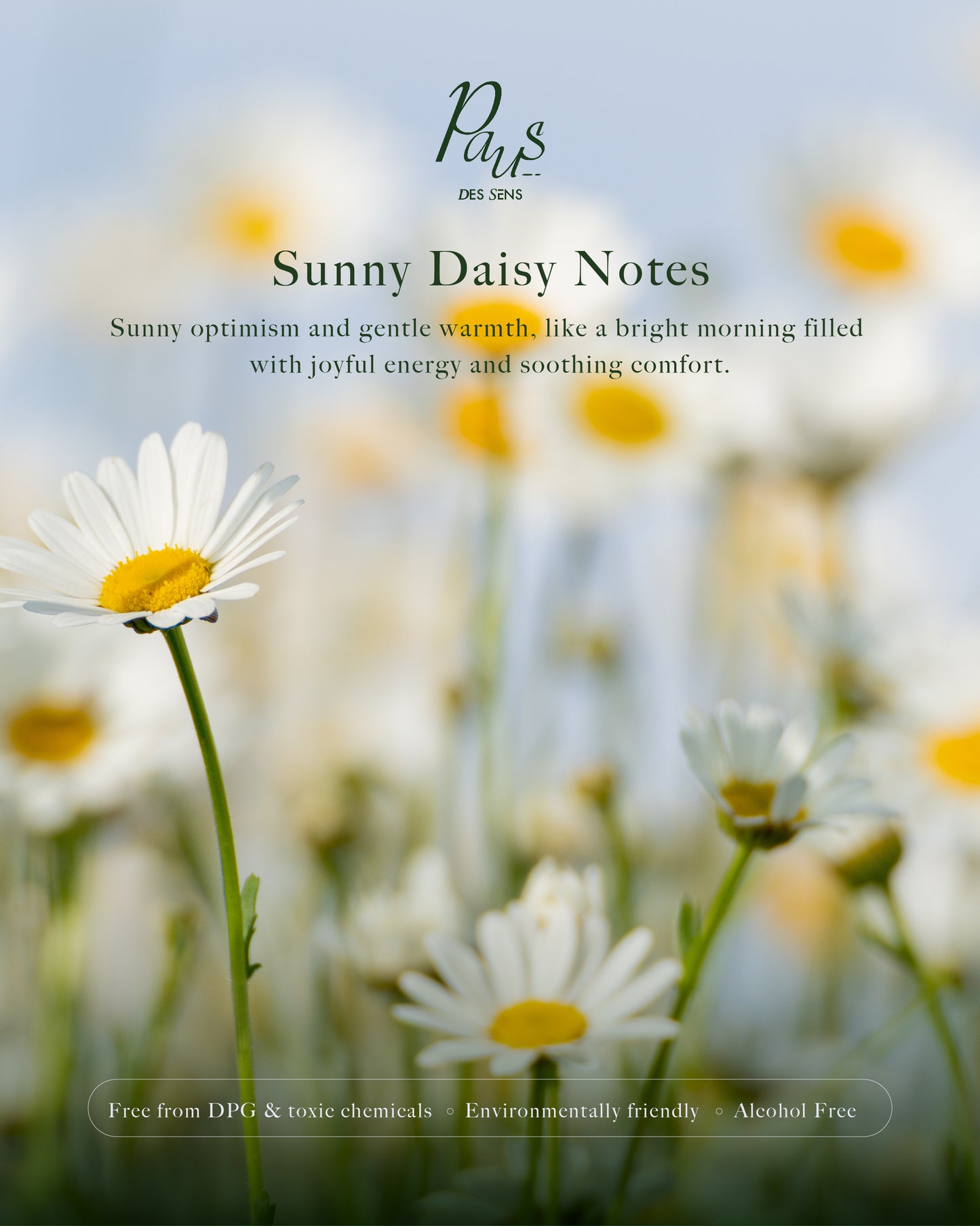 Sunny Daisy