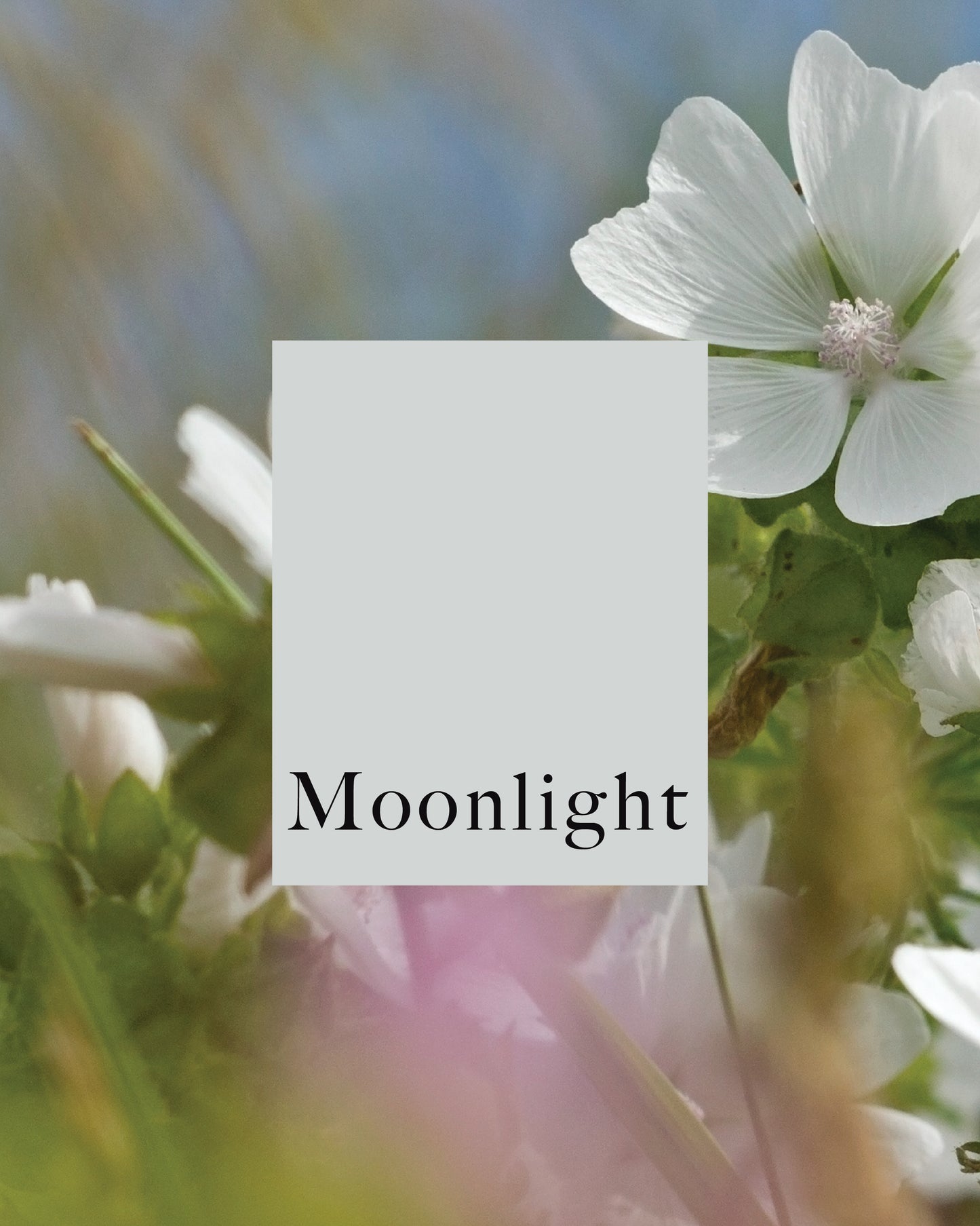 Moonlight